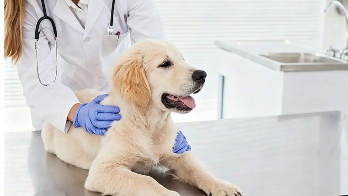 dog dental insurance plan comparison chart 2026
