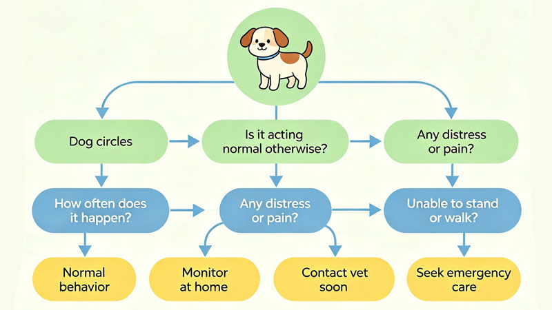 Dog circling behavior decision flowchart normal vs vet visit